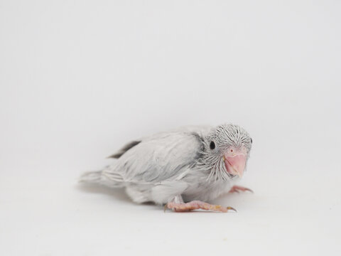 Selective focus of forpus parrotlet newborn bird studio shot on white background