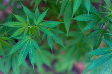 Close up shot of marijuana plant shot from above