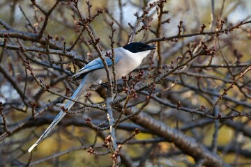 公園や庭で見られる身近な美しい野鳥オナガ