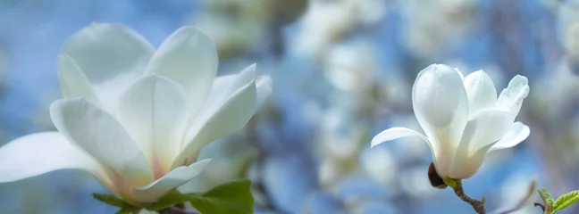 Gardinen White magnolia flowers in the sun. © lms_lms
