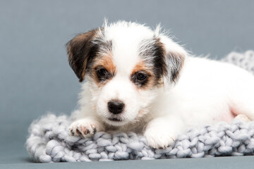 jack russell terrier puppy lying