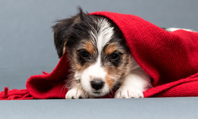 puppy jack russell terrier lies covered with a blanket
