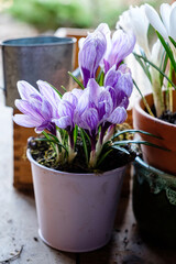 spring flowers in the pot