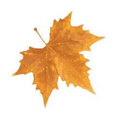 Obraz premium Sycamore Autumn Leaf Isolated