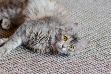 Grey cat on the grey background