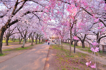 大阪城公園の満開の桜と青空