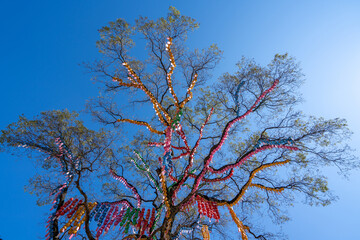 Lotus lanterns hung in Jogyesa Temple to celebrate Buddha's Birthday. 부처님 오신날, 연등, 절, 소원, 부처, 나무.	