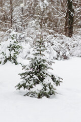 Little fir-tree grows in the snow