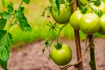 Green tomatoes growing in garden