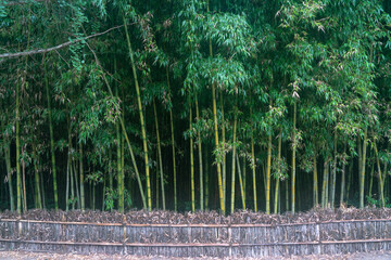 Bamboo forest scenery. 대나무 숲의 풍경