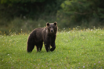Obraz na płótnie Canvas Alert brown bear, ursus arctos, walking on a green meadow with blossoming flowers in summer nature. Attentive wild mammal with long hair looking into the camera with copy space. Animal wildlife.