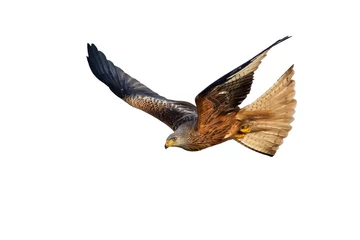Schilderijen op glas Agile red kite, milvus milvus, hunting in the air with open wings isolated on white background. Wild bird of prey maneuvering in the sky cut out on blank. Animal wildlife in nature. © WildMedia