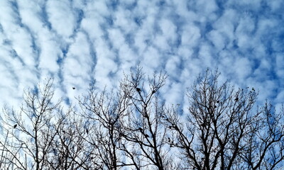 Black birds sit on trees without leaves against the sky with clouds. In autumn, in winter or early spring. Unusual clouds. A bird flies in the sky above the trees.