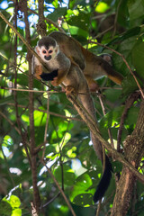 Squirrel monkey, Saimiri oerstedii, sitting on the tree trunk with green leaves, Corcovado NP, Costa Rica. Monkey in the tropic forest vegetation. Wildlife scene from nature. Beautiful cute animal.