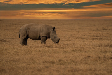 Obraz premium White Rhinoceros Ceratotherium simum Square-lipped Rhinoceros at Khama Rhino Sanctuary Kenya Africa.