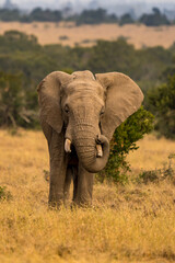 Fototapeta premium Wild african elephant close up, Botswana, Africa