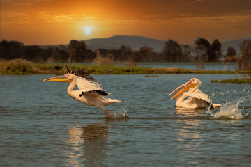 White pelican, Pelecanus onocrotalus, in Lake Kerkini, Greece. Pelicans on blue water surface. Wildlife scene from Europe nature. Bird mountain background. Birds with long orange bills.