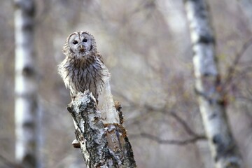 Alert tawny owl, strix aluco, sitting on a birch stump and looking into camera with copy space. Attentive wild bird resting on tree from front view. Animal wildlife resting in forest.