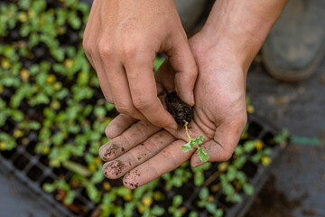 Gardening concept a farmer bringing seedling in nursery pots preparing for growing in the soil plots