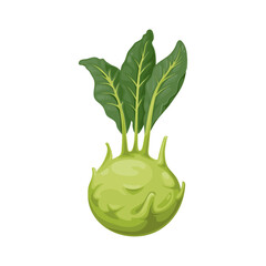 Kohlrabi cabbage with turnip-shaped stem isolated 3D realistic icon. Vector biennial vegetable low raw root, vegetarian food with green leaves. Stout cultivar of wild cabbage, german cabbage turnip