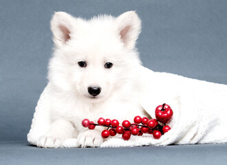 Naklejka premium white swiss shepherd puppy looking