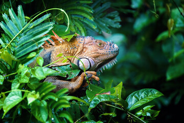 Obraz premium Green iguana (Iguana iguana) on tree in tropical rainforest, Tortuguero, Costa Rica wildlife