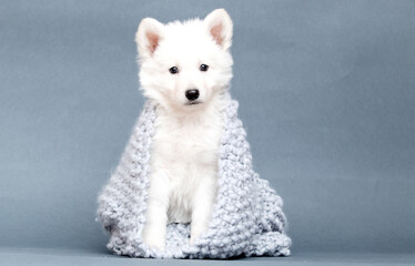 white shepherd puppy looking in the studio