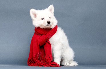White Swiss Shepherd puppy in a red scarf