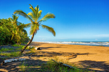Fototapeta na wymiar wild beach of Tortuguero by the Caribbean Sea in Costa Rica, Central America.