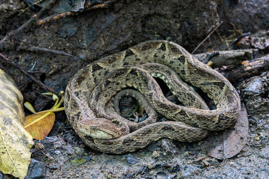 Danger and deadly venomous snake Terciopelo (Bothrops asper), resting near tourist path in National Park Carara, Costa Rica wildlife.