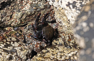 Moorish Crab or Red Crab (Grapsus adscensionis) on Lanzarote island