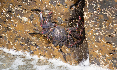 Moorish Crab or Red Crab (Grapsus adscensionis) on Lanzarote island
