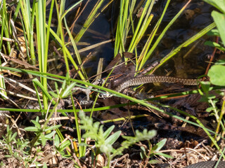 Black and brown grass snake (Natrix natrix) getting out of the water in sunlight. Focus on eye and head of eurasian non-venomous snake showing the distinctive collar