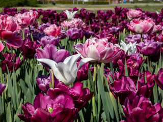 Group of large, showy and brightly colored - pink and purple tulip (tulipa) flowers in bright sunlight. Spring-blooming flowers