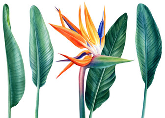 Tropical plants, bird paradise flower and palm leaves strelitzia, watercolor botanical painting, jungle design