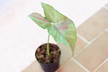 Closeup to syngonium confretti in the pot   