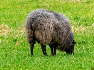 dunkles Schaf auf der Weide