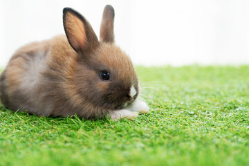 Adorable little furry baby rabbit bunny brown, white standing on green grass with light while watching something over white background. Easter animal bunny concept.