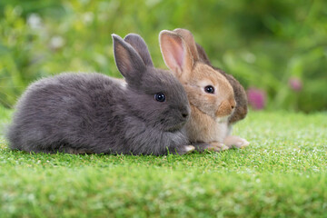 Cuddly furry rabbit bunny sitting and lying down together on green grass over natural background. Baby fluffy rabbit black, brown bunny family sitting on field. Easter newborn bunny family concept.