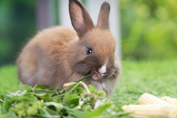 Adorable baby rabbit bunny brown eating fresh vegetable and timothy grass while sitting on green grass over bokeh nature background. Easter bunny animal concept.