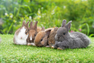 Group of five cuddly furry rabbit bunny lying down sleep together on green grass over natural background. Family baby rabbits sitting togetherness on lawn. Easter newborn bunny family concept.