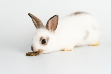 Furry baby bunny with cookie on isolated. Adorable tiny rabbit bunny white and brown hungry eating cookie carrot while sitting over white background. Easter animal bunny and food concept.