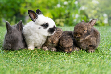 Naklejka na ściany i meble Group of five cuddly furry rabbit bunny lying down sleep together on green grass over natural background. Family baby rabbits sitting togetherness on lawn. Easter newborn bunny family concept.
