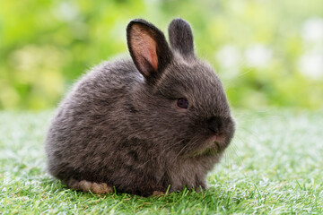 Lovely furry baby rabbit bunny looking at something sitting on green grass over bokeh nature background. Infant fluffy black bunny playful on meadow. Easter animal new born bunny concept.