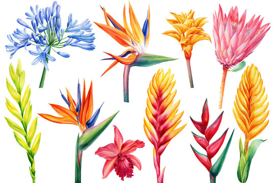 Set of tropical flowers on isolated white, watercolor drawing, botanical painting, exotic flora