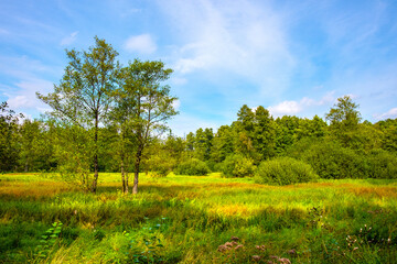 Summer landscape of grassy meadows and mixed forest in Puszcza Kampinoska Forest in Truskaw village near Warsaw in Mazovia region of Poland