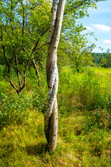 Fototapeta premium Summer landscape of grassy meadows and spined tree trunk in Puszcza Kampinoska Forest in Truskaw village near Warsaw in Mazovia region of Poland