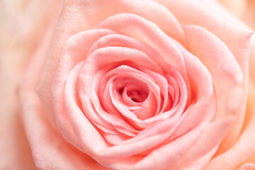 Close up view of tender pink rose.