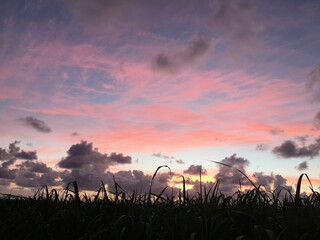 Sunset field
