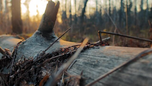 Bright-colored orange sunset above broken tree trunk log lying on cold ground and covered with dry branches and leaves closeup slow motion